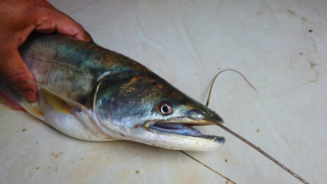 big wallago attu fish in hand giant river monster catfish in hand butter catfish HD