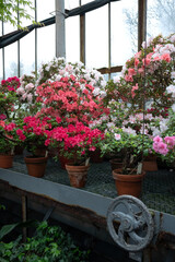 Fototapeta na wymiar flowers in a garden pink red 