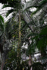 trees in the botanical garden tropical palm