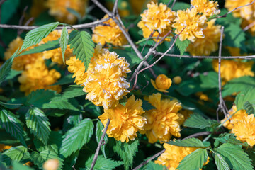 Kerria japonica 'Pleniflora' found on the side of the road. warm sunshine