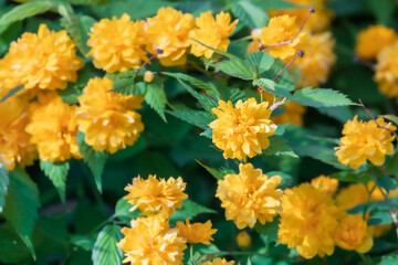 Kerria japonica 'Pleniflora' found on the side of the road. warm sunshine