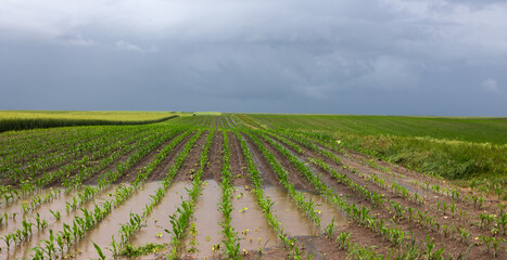 Fototapeta na wymiar Young corn field after heavy late spring rain