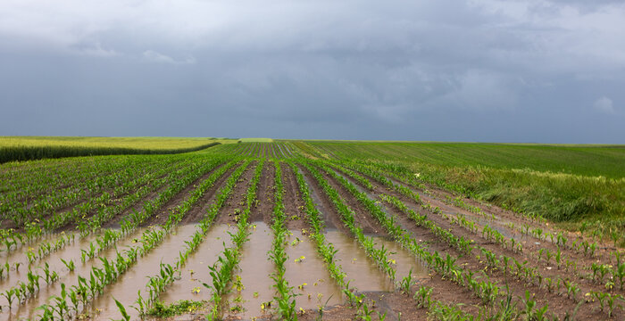 Young corn field after heavy late spring rain