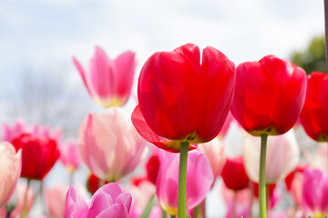 Beautiful tulip flower garden. The Expo 70 Commemorative Park, Osaka, Japan