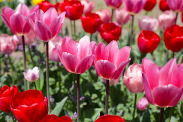 Beautiful tulip flower garden. The Expo 70 Commemorative Park, Osaka, Japan