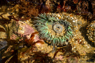 Starburst anemone (Sunburst anemone) in the Pacific Ocean. Close-up of Sea ​​Anemone under the...