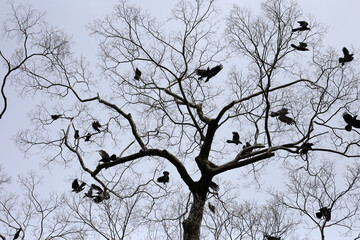 Fototapeta premium Japanese crows on tree in Yasaka shrine, Kyoto city, Japan