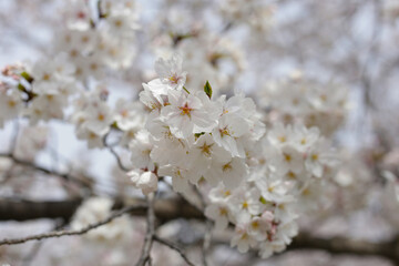 Obraz premium Branches of sakura flowers, cherry blossom