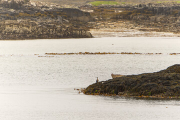 Phoque et oiseau ensemble sur un rocher au large de l'île de Mull en Ecosse