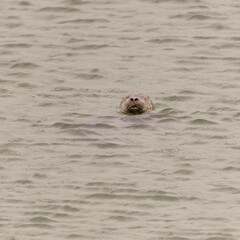 Fototapeta premium Tête de phoque émergée dans la mer au large de l'île de Mull en Ecosse