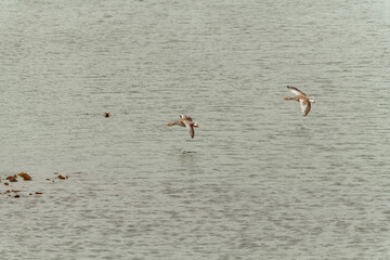 Deux oies sauvages survolent en phoque au ras des flots sur la mer au large de l'île de Mull en Ecosse