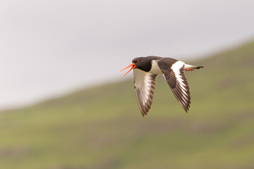 Oiseau huîtrier blanc et noir au bec orange en vol en Ecosse