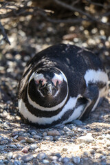 Naklejka premium close up of a penguin