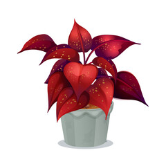 home plant with  red leaves in a  pot isolated on white background