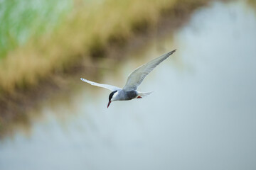 Whiskered Tern - Flying on farm field in day