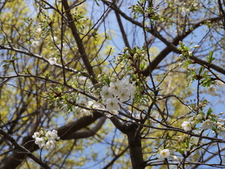 桜の花が咲いた