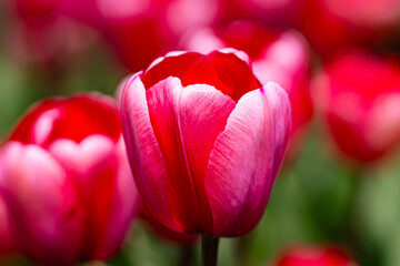 Red beautiful tulips field in spring time. Close up tulip flowers background. Colorful tulip flowering in the garden at sunny summer or spring day. Selective soft focus. - 786903109