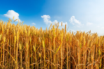 Ripe wheat fields on the farm. autumn harvest season.