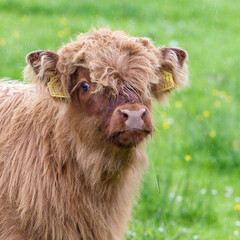 Jeune veau roux des Highlands avec un regard triste et innocent dans un pâturage en Ecosse