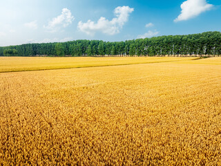 Aerial view of ripe wheat fields on the farm. autumn harvest season.