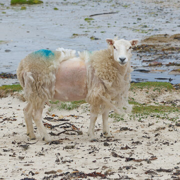 Mouton &eacute;cossais &agrave; moiti&eacute; tondu sur l'&icirc;le de Mull