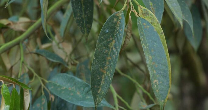 Durian disease ,illness of Durian in the plantations,in the durian garden By Agal Spot causing of Cephaleuros virescense