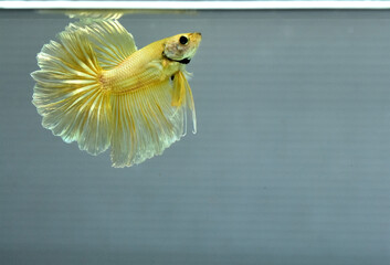 Betta fish Fancy Gold Halfmoon from Thailand, Siamese fighting fish on isolated Grey Background