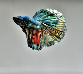 Betta fish Fancy Red Copper Halfmoon from Thailand, Siamese fighting fish on isolated Grey Background