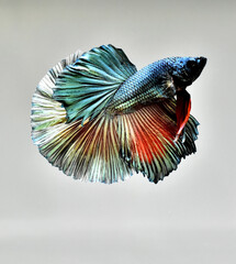 Betta fish Fancy Red Copper Halfmoon from Thailand, Siamese fighting fish on isolated Grey...
