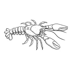 Sketch illustration of shrimp on white