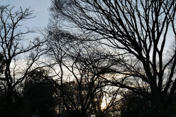 夕焼けの空と木々のシルエット