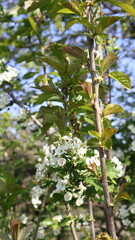 Biancospino in fiore - Crataegus. Primo piano della pianta fiorita