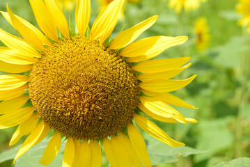 大きなひまわり