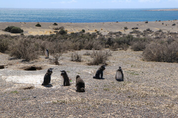 Fototapeta premium magellanic penguin