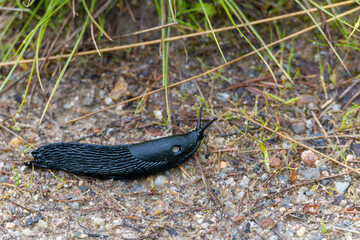 Limace noire géante sur le chemin de randonnée de Glen Affric en Ecosse au printemps
