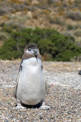 Naklejka premium penguin on the rocks