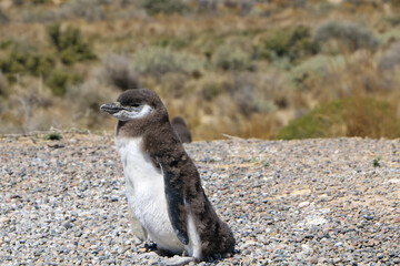 Fototapeta premium penguin on the beach