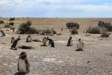 Naklejka premium group of penguins