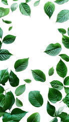 dark vibrant green leaves surrounding page background isolated on transparent background