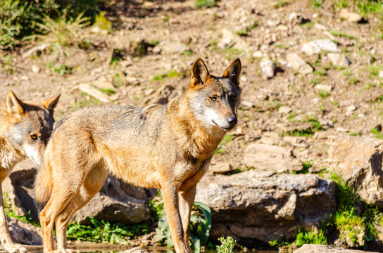 two quiet iberian wolves, Canis Lupus signatus