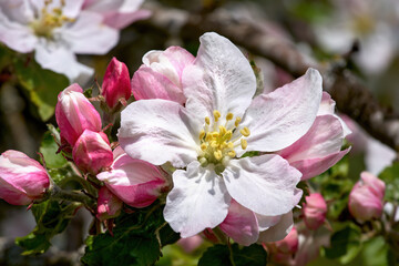 Geöffnete Apfelblüte in Nahaufnahme mit Blütenstempel, eingerahmt von rosa Knospen am Apfelbaum