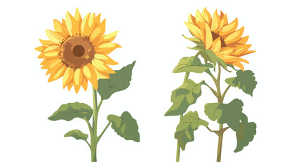 Cartoon sunflower vector isolated illustration flat vector