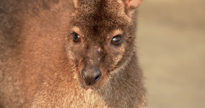 Red-necked wallaby close-up, Macropus rufogriseus, also known as the Bennett's wallaby. High definition shot at 4K, Slow motion video footage.