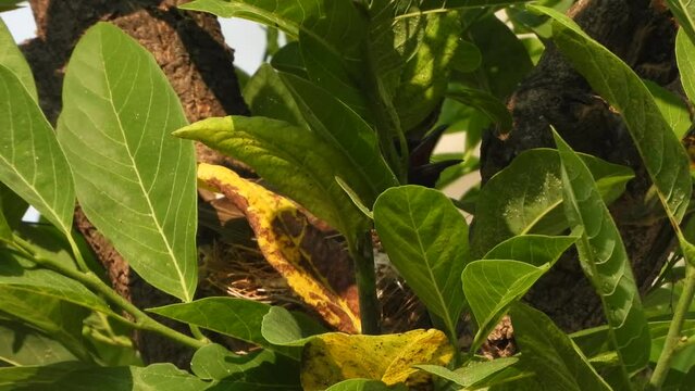 Red vented bul bul making nest and eggs .