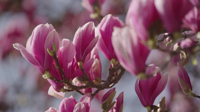 Blossoms of a magnolia tree in spring