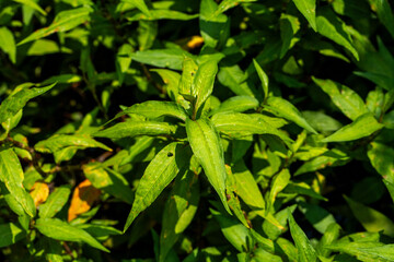 Vietnamese coriander  plants in pots