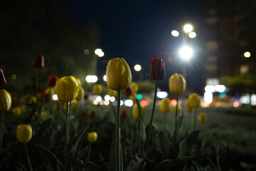 Tulips in the town . Night shot
