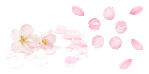 桜 花びら ピンク 春 白 背景 セット