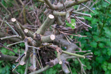 Details of the  spring pruning of a shrimp willow. The branches are cut and the regrowth eyes are red.