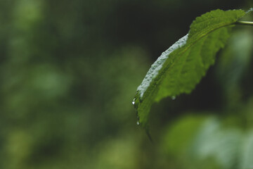 water drops on a leaf